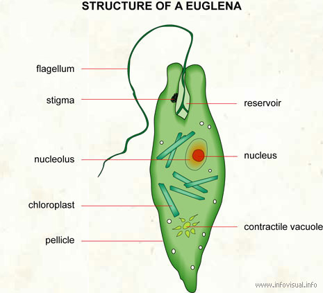 Euglena  (Visual Dictionary)